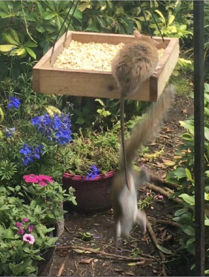 Got To Love Bird Watching, Or You Know, A Rat Throwing A Squirrel Off The Bird Feeder...