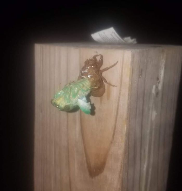 Cicada Shedding Its Skin... Or A Tiny Alien