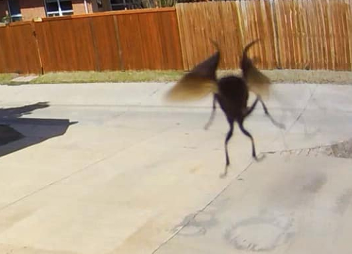 Security Camera Had Me Thinking We Either Had Demons Or Flying Frogs. Further Review Revealed... Just A Plain Old Wasp