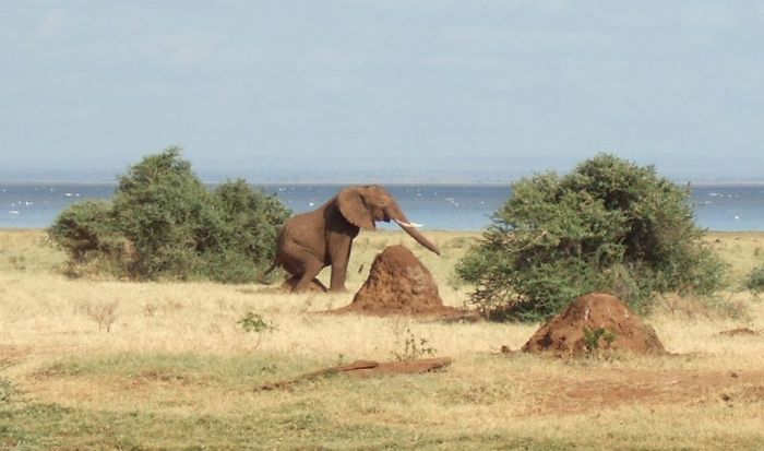 The Magnificent Sight Of An Elephant On The Dusty Plains Of Africa Scratching Its Balls On A Termite Mound