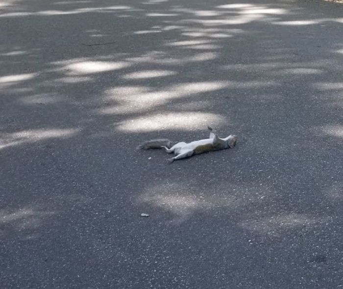 Mr Squirrel Was Just Catching Some Rays. 100% Thought He Was Dead So I Tried To Pick Him Up To Move Him Off The Street But He Got Up And Ran