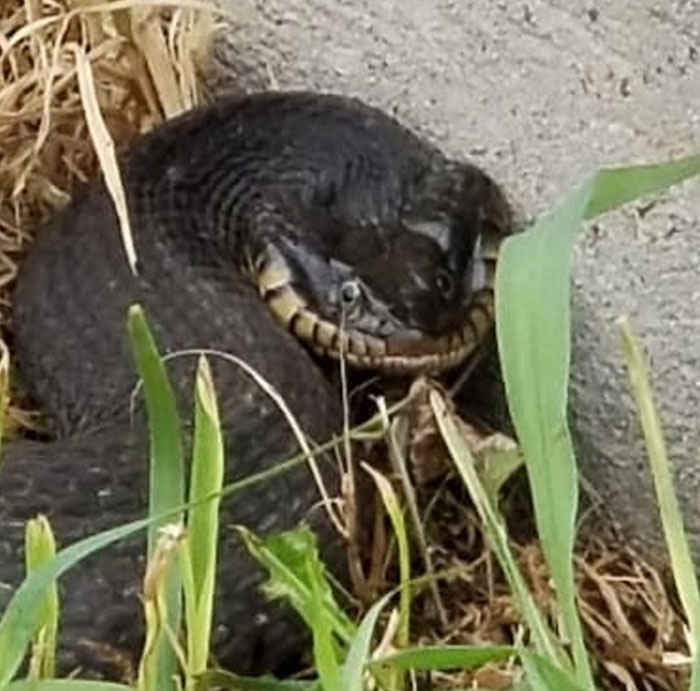 Derpiest Snake In My Yard Right Now