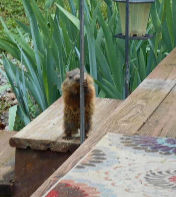I Stayed In Nashville And Was Told There Was A Baby Groundhog In The Garden. I Got Obsessed With Seeing It And To My Delight It Appeared On The Last Morning. I Think It Thought It Was Hidden Behind The Pole