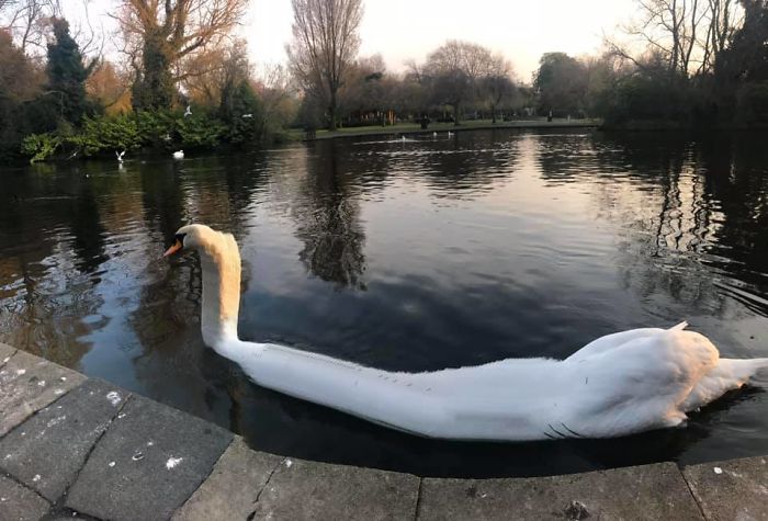 Nessie? Is That You? (Don’t Do Panorama Photos With Animals)