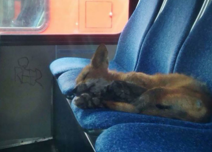 This Fox Was Found Sleeping Inside A Parked City Bus In My Hometown