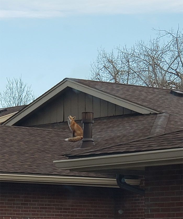 This Fox Just Chilling On My Roof