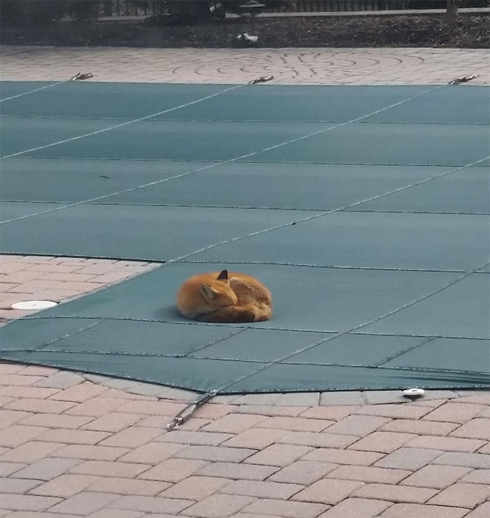 A Cute Fox Fell Asleep On My Pool Cover
