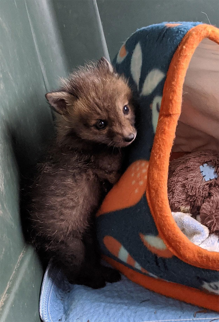 3,5 Week Old Red Fox That Came In For Rehab. He'll Be Raised With Others And Released In The Fall