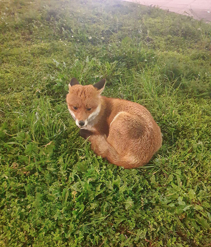 Found A Little Fox On The Way Home From The Pub, Gave Him Some Kebab