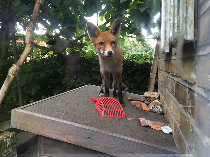 Feargal Fox Waiting By The Window For A Snack