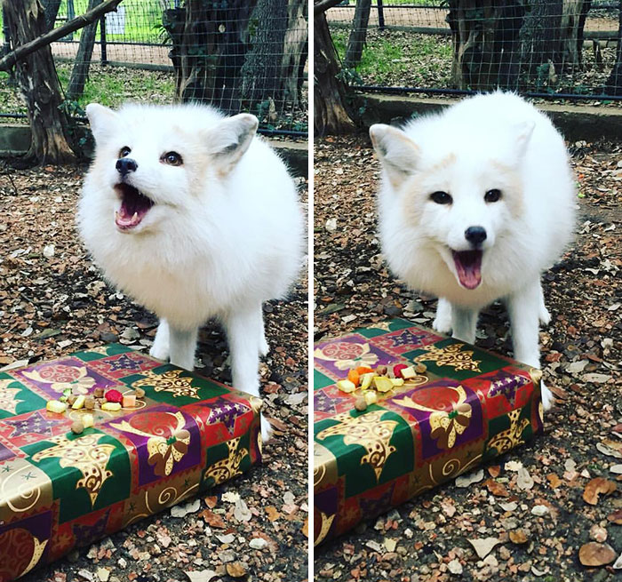 Christmas Came Early At The Zoo My Girlfriend Works At, And One Fox Couldn't Be Happier