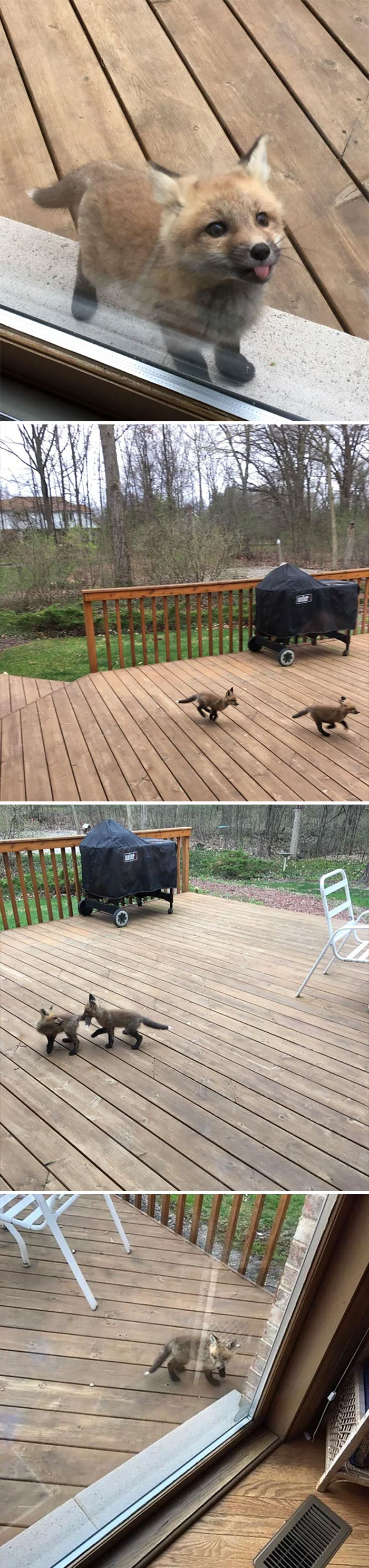 Baby Foxes Showed Up To Say Hi At My Grandmother’s House