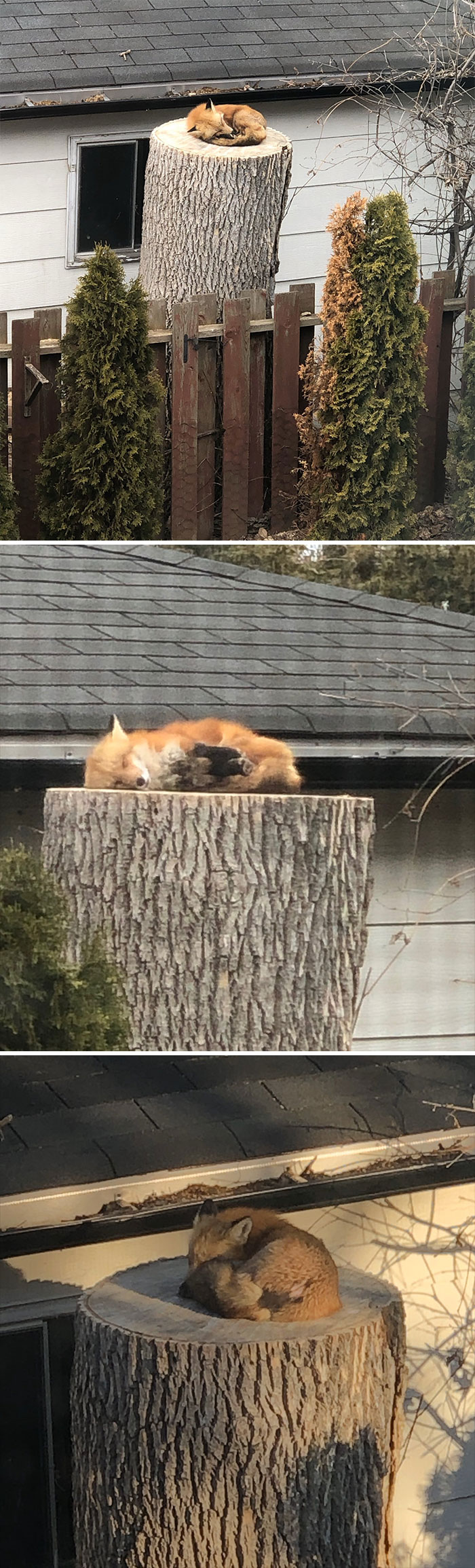 Can We All Just Take A Moment To Appreciate The Sweetest Lil Fox Sleeping On A Tree Stump In My Parent’s Backyard