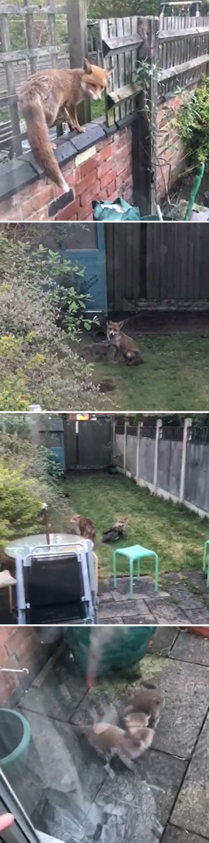 Two Foxes Have Decided To Take Advantage Of The UK Lockdown And Use My Friends Garden To Raise Their Cubs