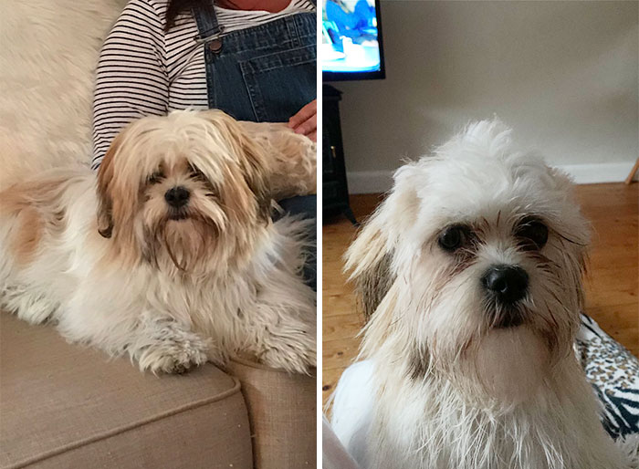Before And After Mum Tried To "Groom" The Dog. Poor Alfie