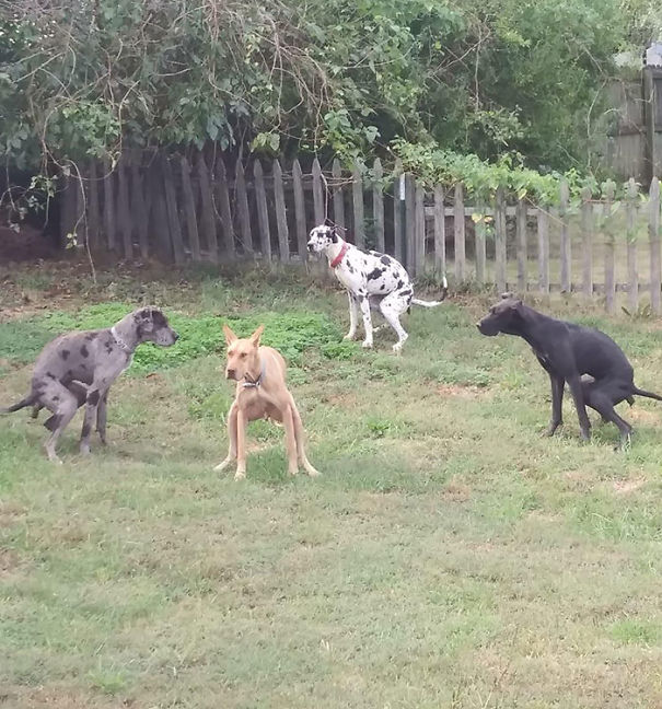 These Dogs All Pooping At The Same Time