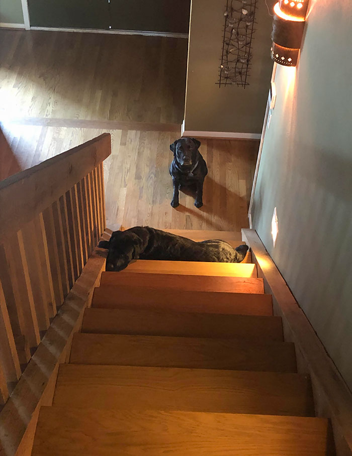 I Heard My Older Lab Crying And Came Out To Find His Little Brother Blocking The Stairs