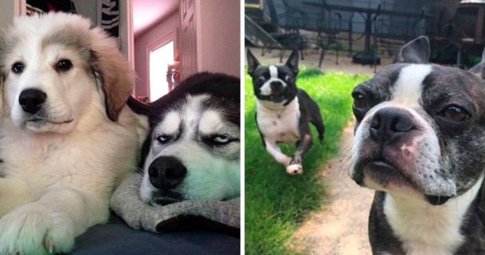 50 Dogs Who Had Their Perfect Lives Ruined After Their Owners Got Them A Younger Sibling