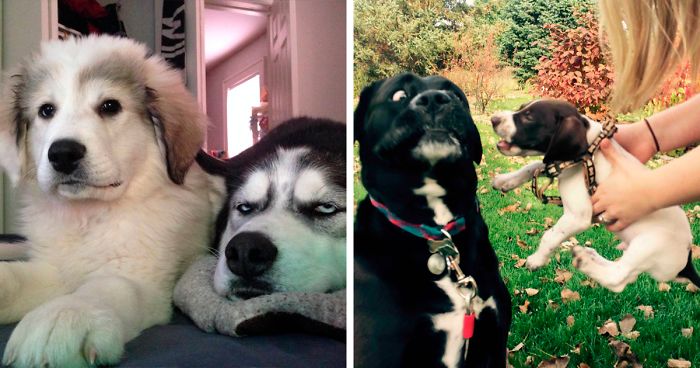50 Dogs Who Had Their Perfect Lives Ruined After Their Owners Got Them A  Younger Sibling | Bored Panda