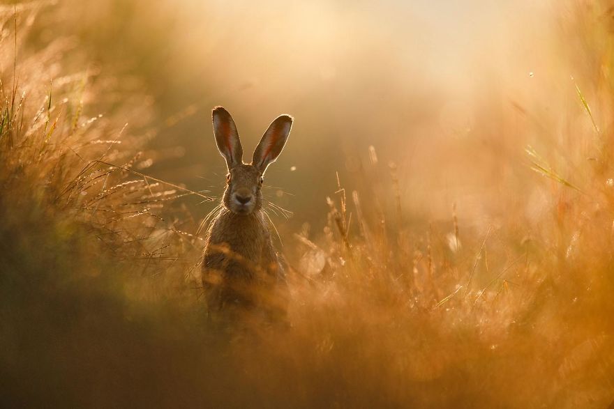 Overall Winner, Mammals. A Hare's Dream By Peter Lindel