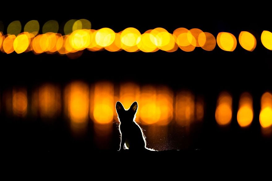 2nd Place, Mammals. Glowing Fox. Arabian Red Fox In Kuwait City By Mohammad Murad