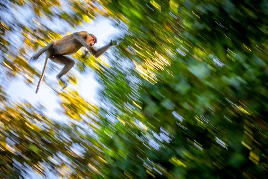 6th Place, Mammals. Proboscis Monkey In The Flight By Bernhard Schubert