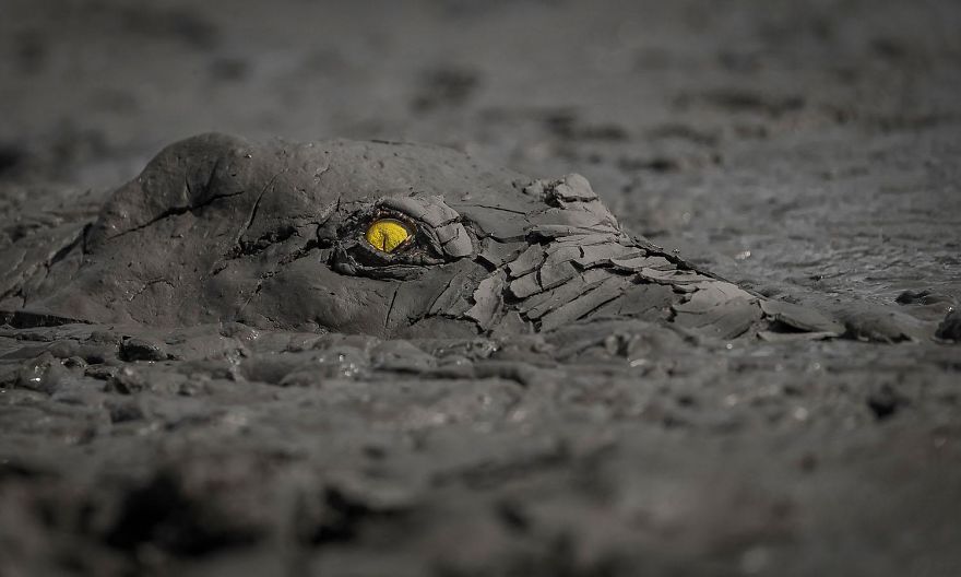 Winner, Other Animals. Danger In The Mud. Crocodile In A Drying Pool By Jens Cullmann