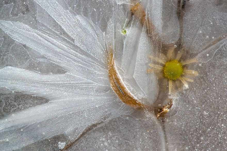 9th Place, Plants And Fungi. Ice Flower By Marcus Siebert