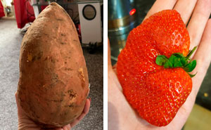 35 Times People Ordered Groceries During Quarantine And Got More Than They Bargained For