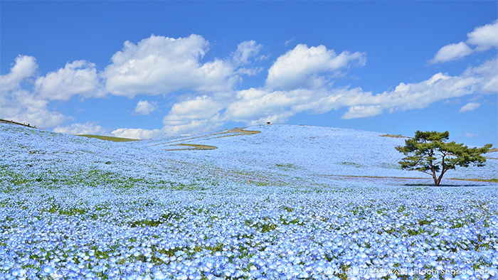 Over 5 Million Tiny Blue Flowers Have Bloomed In This Japanese Park, Unveiling A Magical Sight