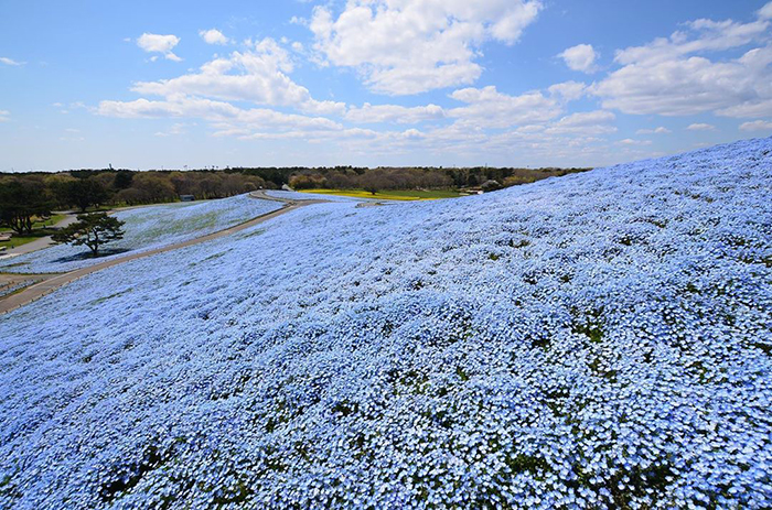 Over 5 Million Tiny Blue Flowers Have Bloomed In This Japanese Park, Unveiling A Magical Sight