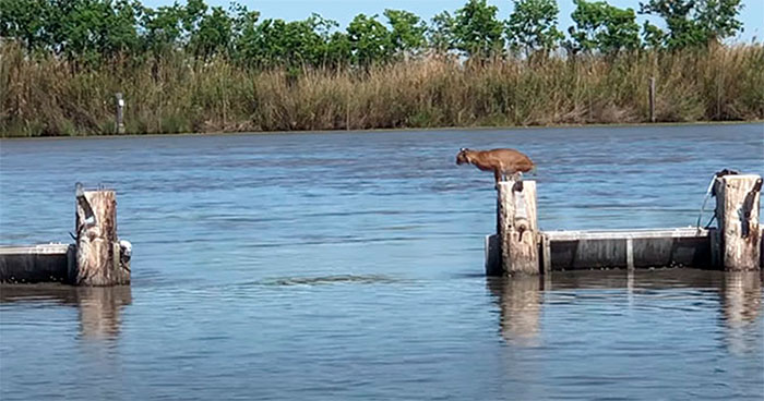 Un lince rojo salvaje saltó sin esfuerzo sobre un buen tramo del río, y el vídeo se volvió viral