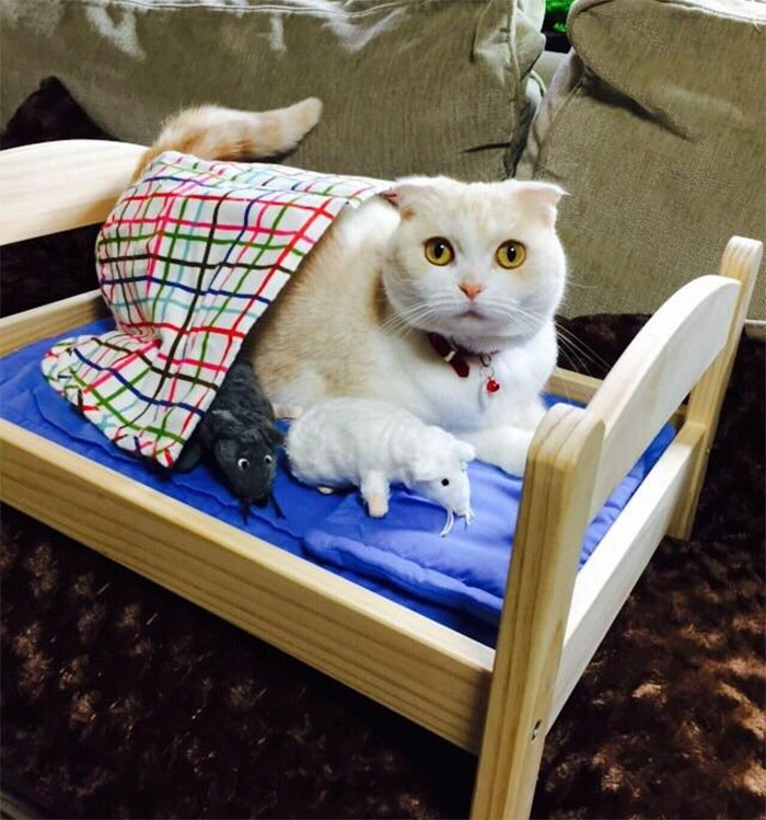 IKEA-Doll-Beds-For-Cats