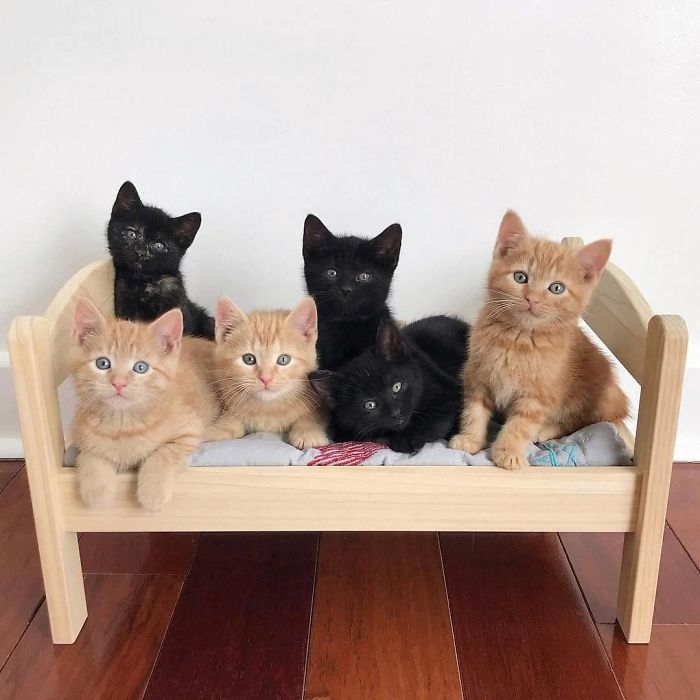 Six Adorable Kittens