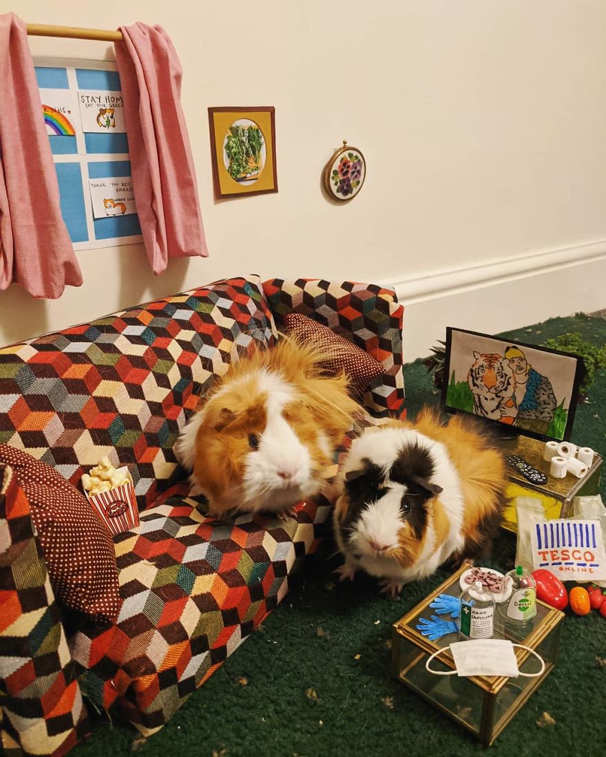 Guineapig Lockdown Life Guineapig Lockdown Life