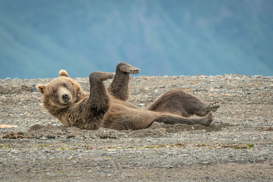 "Doing The Sand Dance." Brown Bear, Alaska, USA