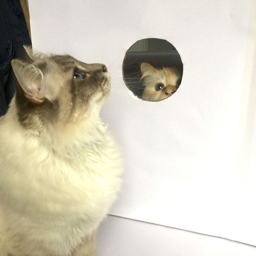 Fun Lockdown Project With My Cats Fun Lockdown Project With My Cats