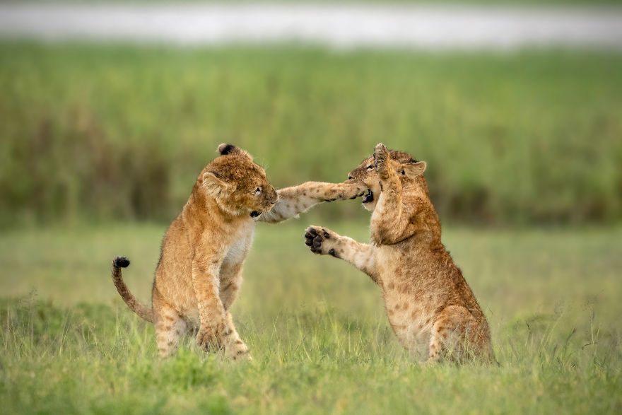 "Lightweight Wrestling." Lions Cubs, Ngorongoro Crater, Tanzania