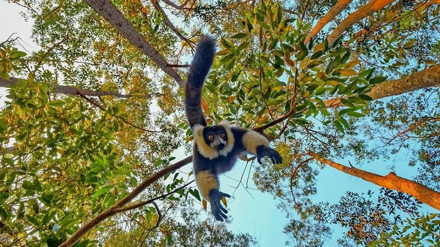 Hilarious Moment A Lemur Tries To Steal Camera From Photographer's Hands