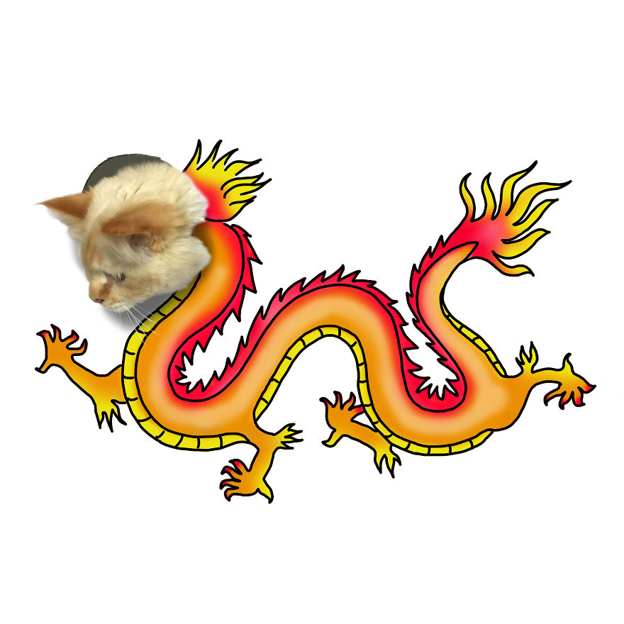 Fun Lockdown Project With My Cats Fun Lockdown Project With My Cats