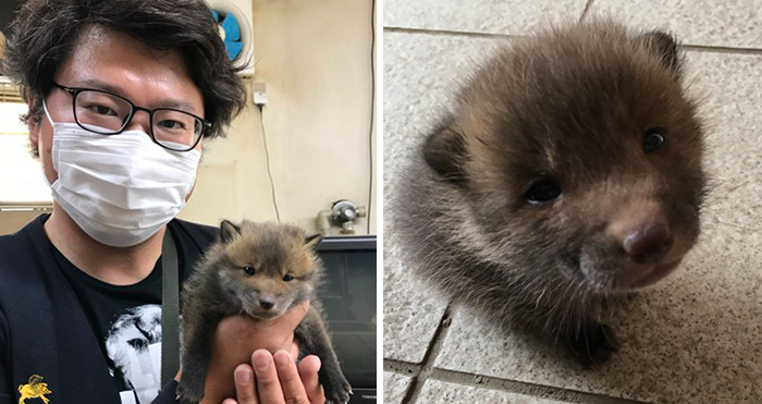 Japanese Man Goes To Social Media To Search For The Owners Of The “Puppy” He Found, Finds Out It’s Not A Puppy After All