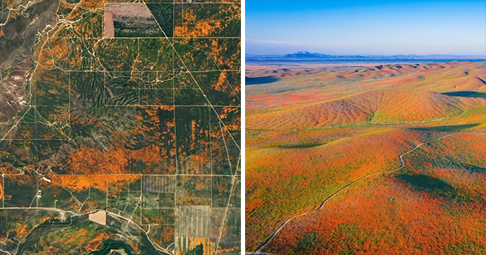 NASA Releases Satellite Images Of Massive California Superbloom Seen From Space
