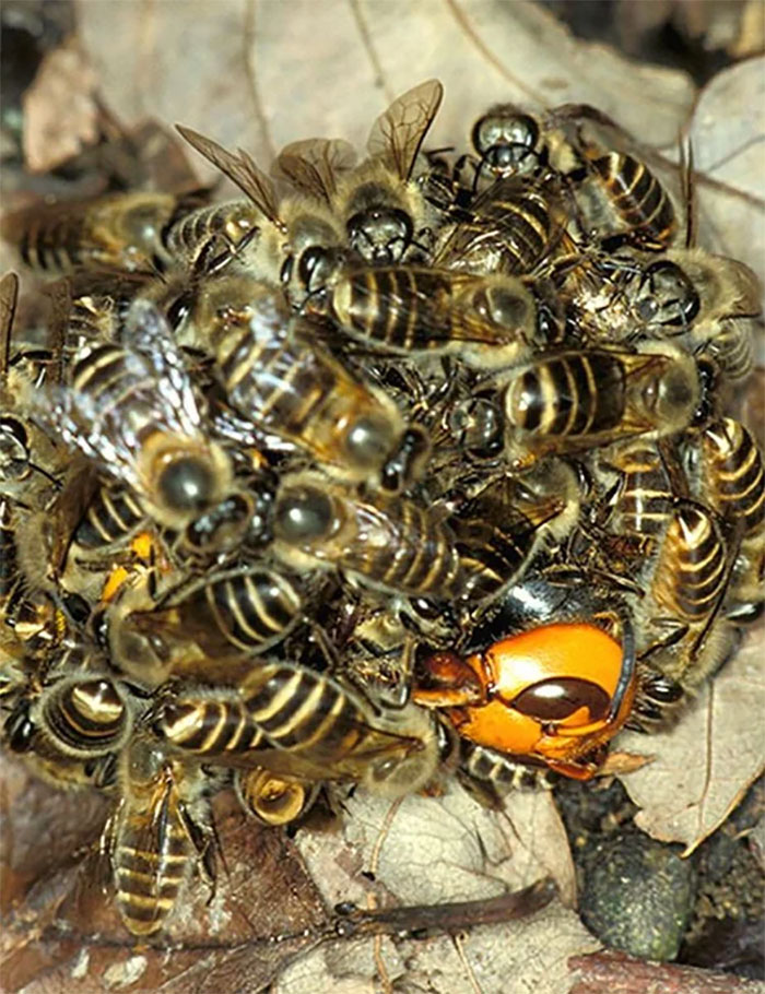 Las abejas matan a un avispón asesino elevando su temperatura para cocinarlo vivo