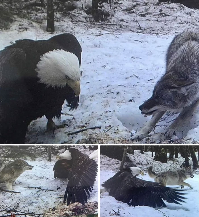 Tamaño del águila calva frente a lobo gris, atrapado en la cámara del rastro