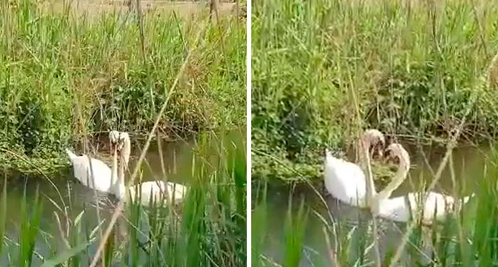 This Rescue Captures A Wholesome Reunion Of A Swan And Her Lifelong Mate After She Was Shot To Head