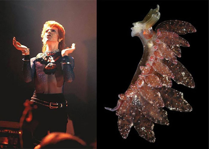 Nudibranchia-Opisthobranchia-David-Bowie