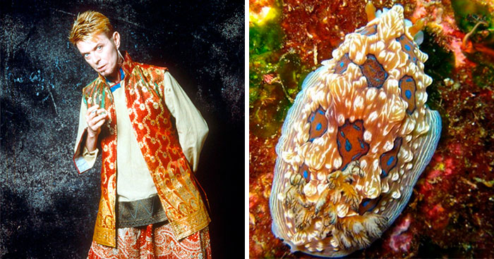 Someone Spotted That David Bowie Often Looked Like A Sea Slug, Created An Entire Blog To Prove It (30 Pics)
