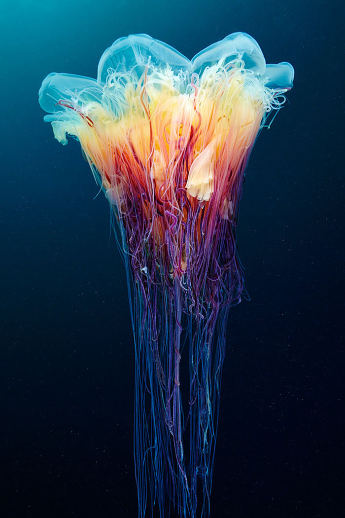Out-Of-This-World-Underwater-Creatures-Alexander-Semenov