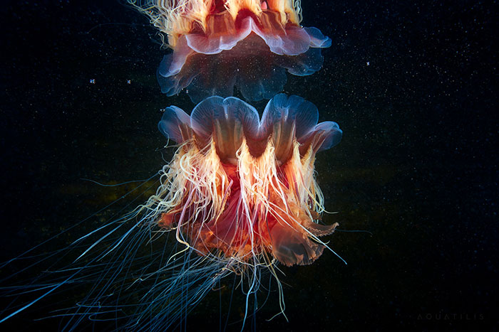 Out-Of-This-World-Underwater-Creatures-Alexander-Semenov