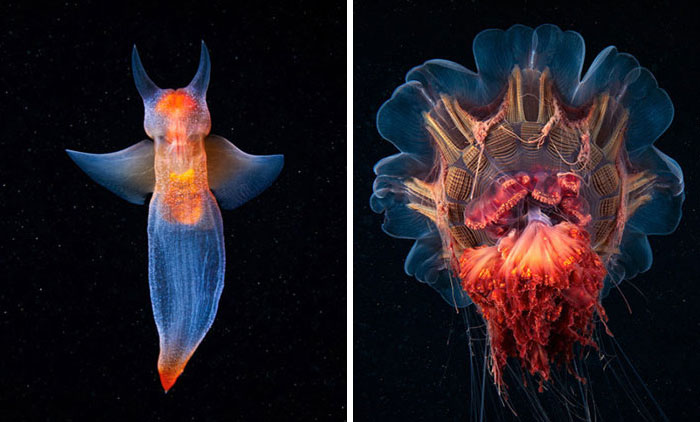 30 Incredible Photos Of Real-Life Underwater Creatures That Look Like CGI